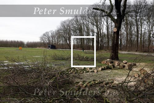 Noordwijkerhout 15 februari 2024
Op nde locatie gaan Maxime Meiland Martien Meiland en Erica Meiland twee huizen bouwen . De electriciteitsvoorxieningen staan er al en er zijn al meerdere bomen gekapt.