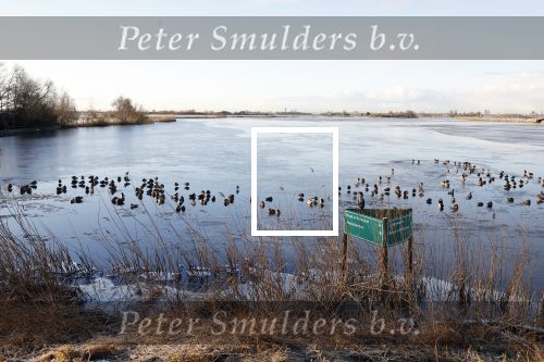Zuiderwoude 18 januari 2024
Ijs op de wateren bij Zuiderwoude