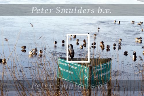 Zuiderwoude 18 januari 2024
Ijs op de wateren bij Zuiderwoude