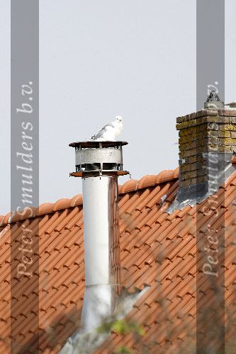 Bergen aan zee 6 mei 2006
Youp van t Hek  en  Debbie Petter hun vakantiehuis. op de schoorsteen zitten 2 witte duiven