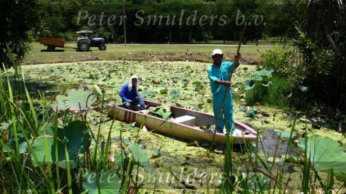 Maleisie 19 April 2007
Greenkeepers te water of golfbaan in Sabah Maleisie