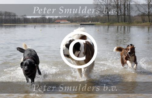 Busloo Apeldoorn 21 april 2013
Royal Canin organiseert grootste wandeltocht voor hond voor stichting Hulphond. Ambassadrices Anita Witzier Anouk Smulders en Martin Gaus lopen ook mee.
Peter Smulders bv