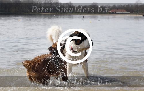 Busloo Apeldoorn 21 april 2013
Royal Canin organiseert grootste wandeltocht voor hond voor stichting Hulphond. Ambassadrices Anita Witzier Anouk Smulders en Martin Gaus lopen ook mee.
Peter Smulders bv