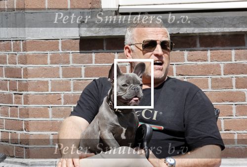 Amsterdam 12 mei 2021
Gordon met zijn hondje Toto op terras bij Blushing in Amsterdam .