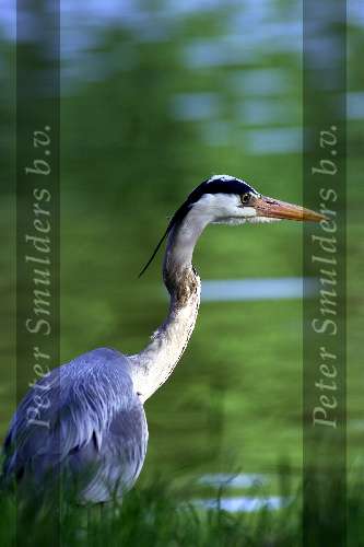 Reiger