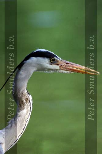 Reiger