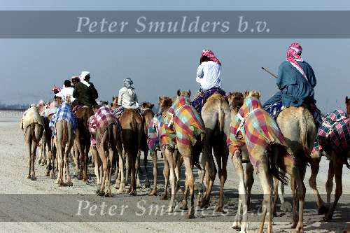Dubai 8 mei 2001
Kamelendrijvers