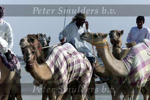Dubai 8 mei 2001
Kamelendrijvers
