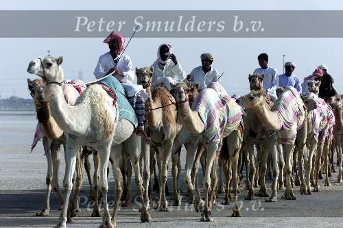 Dubai 8 mei 2001
Kamelendrijvers