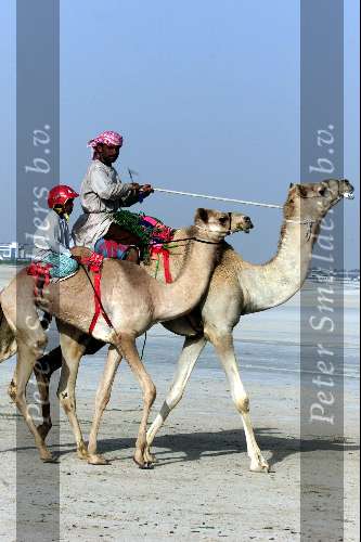 Nad Al Sheba Golfclub
Dubai 8 mei 2001
Kamelendrijvers