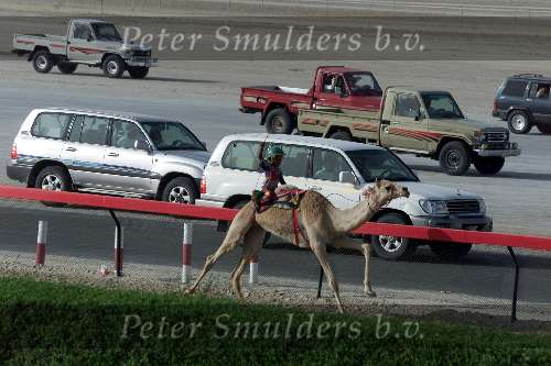 Nad Al Sheba Golfclub
Dubai 8 mei 2001
Kamelendrijvers kamelenraces Erg jonge Kamelenjockeys ( v.a. 7 jaar) voor het rijden van wedstrijden en vooral het gokken voor de ouderen