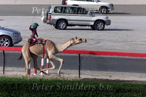 Nad Al Sheba Golfclub
Dubai 8 mei 2001
Kamelendrijvers kamelenraces Erg jonge Kamelenjockeys ( v.a. 7 jaar) voor het rijden van wedstrijden en vooral het gokken voor de ouderen