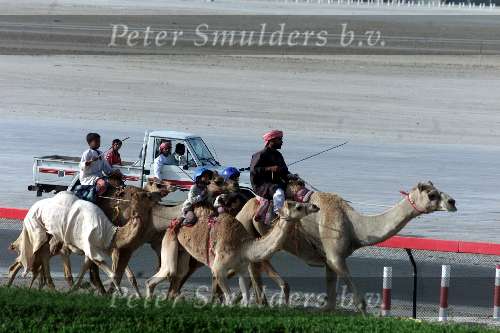 Nad Al Sheba Golfclub
Dubai 8 mei 2001
Kamelendrijvers kamelenraces Kamelenjockeys worden naar de start gebracht voor een nieuwe race de ouderen doen gokken