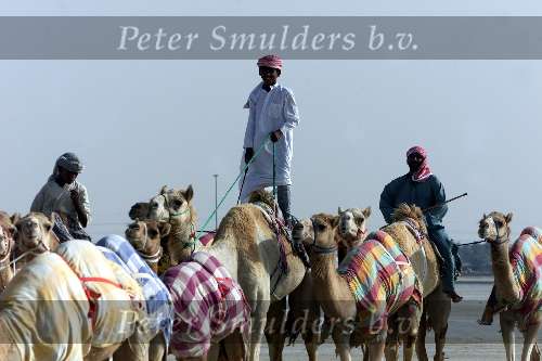 Nad Al Sheba Golfclub
Dubai 8 mei 2001
Kamelendrijvers kamelenraces Kamelejockeys