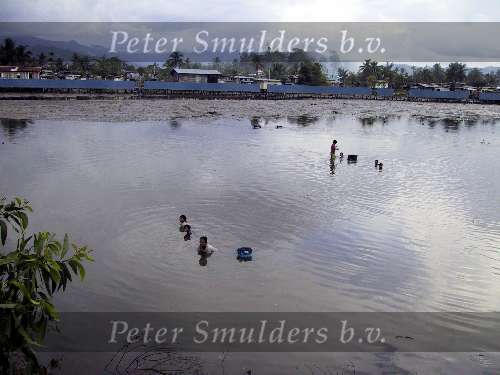 zondag 30 juli 2000
op weg van Rasa Ria Golf & Beach Resort naar ded Bongowan Country Lounge op Sabah (Maleisie).
Krottenwijken
Moeder met kinderen proberen vis te vangen bij laag water