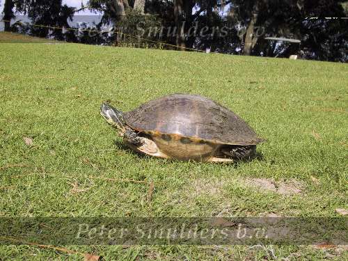 Inverness 14 oktober 2000
Golfdag op de LAKESIDE COUNTRY CLUB
reuzen schildpad