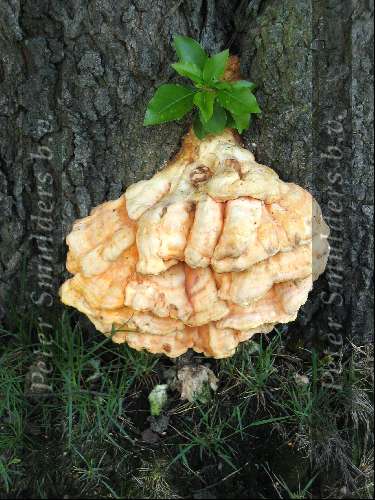 Paddestoel
