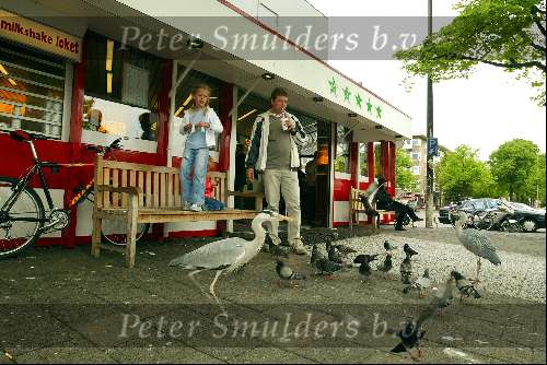 Amsterdam 6 mei 2003
2 reigers eten bij de FEBO