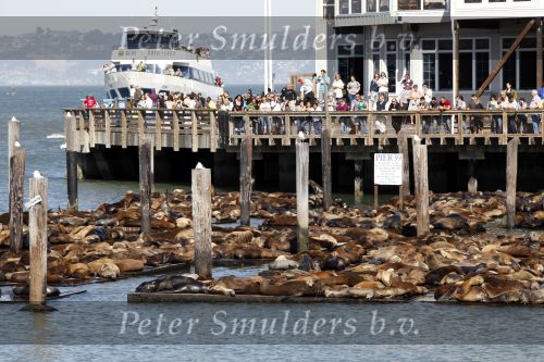 San Francisco 1 oktober 2009
Diversen zoals Alcatraz the Golden gate bridge een tram e.a. zeehonden
Peter Smulders bv