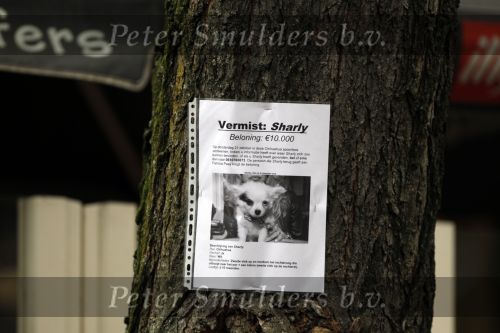 Amsterdam 26 oktober 2010
Patricia Paay heeft aanplakbiljetten opgehangen met daarop foto van haar hondje die vermist is.
Peter Smulders bv