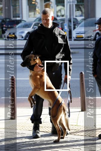 Amsterdam 27 oktober 2018
Herdenkingsdienst voor Wim Kok in het Concertgebouw van Amsterdam. Politiehond