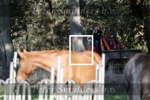 Boekel 10 oktober 2018
Steffi Verhagen aan het werk bij haar boerderij. In beokel zijn momenteel veel wolven waar jacht op wordt gemaakt door jagers.