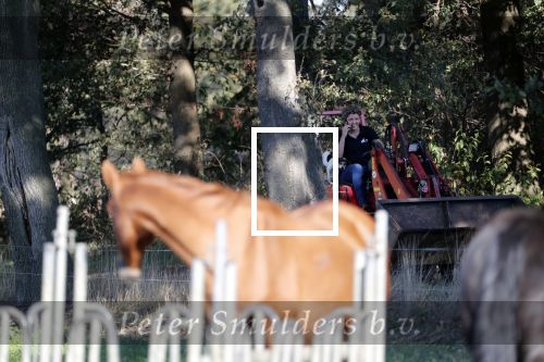 Boekel 10 oktober 2018
Steffi Verhagen aan het werk bij haar boerderij. In beokel zijn momenteel veel wolven waar jacht op wordt gemaakt door jagers.