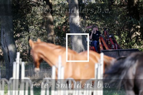 Boekel 10 oktober 2018
Steffi Verhagen aan het werk bij haar boerderij. In beokel zijn momenteel veel wolven waar jacht op wordt gemaakt door jagers.