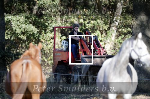 Boekel 10 oktober 2018
Steffi Verhagen aan het werk bij haar boerderij. In beokel zijn momenteel veel wolven waar jacht op wordt gemaakt door jagers.