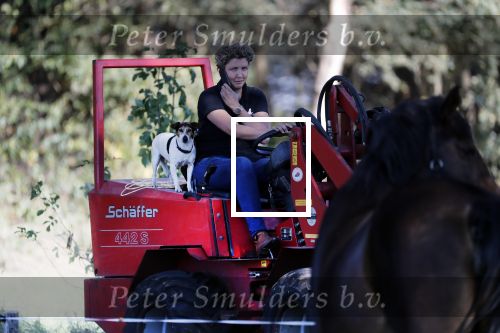 Boekel 10 oktober 2018
Steffi Verhagen aan het werk bij haar boerderij. In beokel zijn momenteel veel wolven waar jacht op wordt gemaakt door jagers.