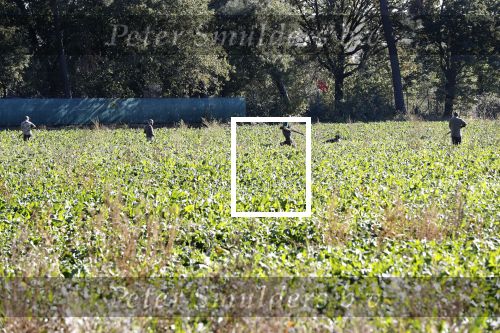 Boekel 10 oktober 2018
Steffi Verhagen aan het werk bij haar boerderij. In beokel zijn momenteel veel wolven waar jacht op wordt gemaakt door jagers.