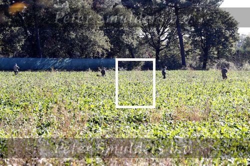 Boekel 10 oktober 2018
Steffi Verhagen aan het werk bij haar boerderij. In beokel zijn momenteel veel wolven waar jacht op wordt gemaakt door jagers.