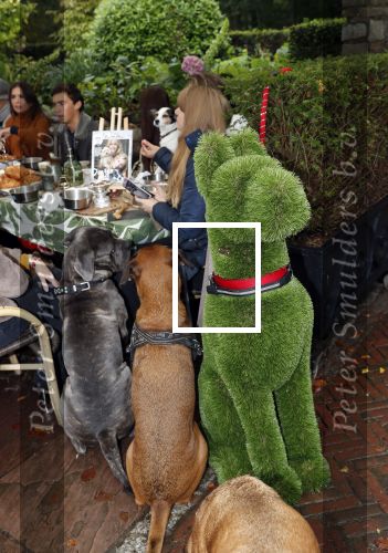 Blaricum 4 oktober 2019
Dierendag met een ontbijt voor de hondjes georganiseerd door Rosanna Kluivert en Nino Wilkes. Anouk Smulders presenteert het. Het is bij rest Tafelberg