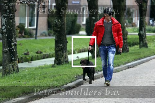 Mijdrecht 9 oktober 2020
Rogier Smit woont tijdelijk bij Rachel hazes met zijn hond.