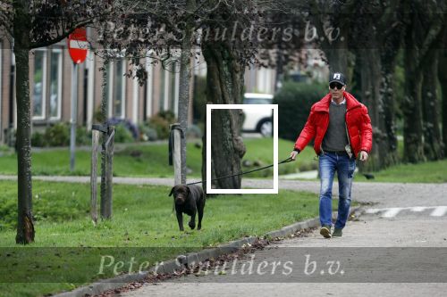 Mijdrecht 9 oktober 2020
Rogier Smit woont tijdelijk bij Rachel hazes met zijn hond.