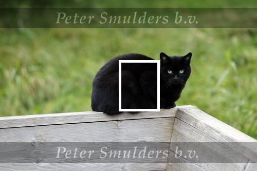 Weesp 26 oktober 2021
zwarte kat