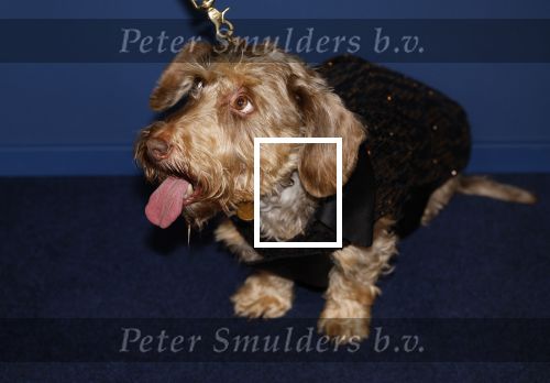 Amsterdam 17 oktober 2024
Het televizierring gala 2024  in carre .  Janny v d Heijden met hondje