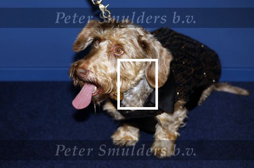 Amsterdam 17 oktober 2024
Het televizierring gala 2024  in carre . Andre v Duin won een Oeuvre ring . Hij kwam samen met vriend Fernando en Janny v d Heijden en haar hondje Nhaan