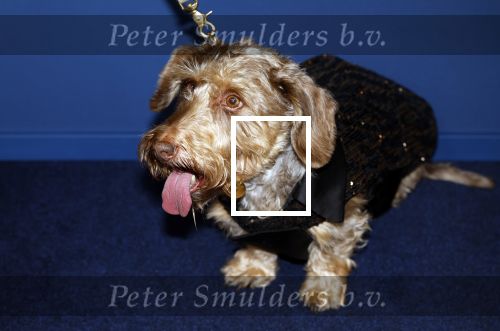 Amsterdam 17 oktober 2024
Het televizierring gala 2024  in carre . Andre v Duin won een Oeuvre ring . Hij kwam samen met vriend Fernando en Janny v d Heijden en haar hondje Nhaan