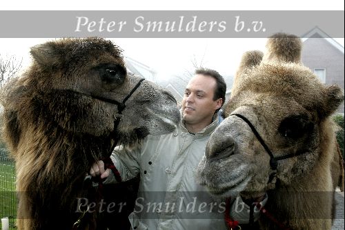 Fijnaart 25 november 2004
Frans Bauer en familie opnames met Sinterklaas en Kamelen