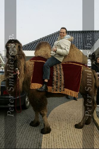 Fijnaart 25 november 2004
Frans Bauer en familie opnames met Sinterklaas en Kamelen.