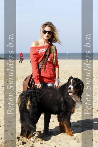 Scheveningen 3 oktober 2010
Dogwalk georganiseerd door de stichting van Bridget Maasland .Nikkie Plessen met hond
Peter Smulders bv