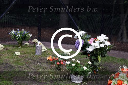 Lage Vuursche 25 september 2013
Het graf van prins Friso met bloemen er op op zijn verjaardag