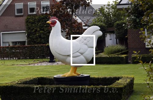 Barneveld 12 oktober 2020
Een kip voor een boerderij in Barneveld