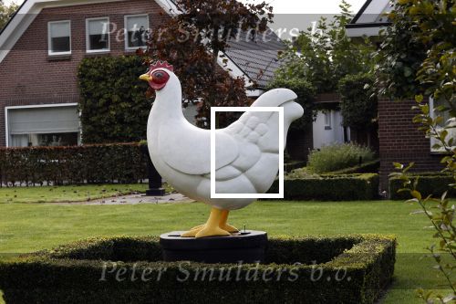 Barneveld 12 oktober 2020
Een kip voor een boerderij in Barneveld