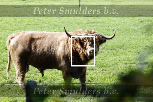 Den Dungen 23 september 2024
Met Matthijs Albers op bezoek bij de boerderij van NZV deelneemster Deedry Heijmans . Matthijs sprak haar avder.