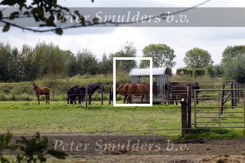 Den Dungen 23 september 2024
Met Matthijs Albers op bezoek bij de boerderij van NZV deelneemster Deedry Heijmans . Matthijs sprak haar avder.