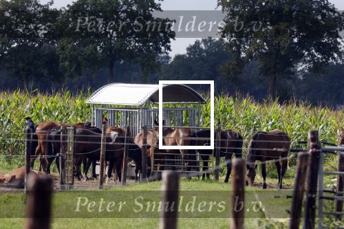 Den Dungen 23 september 2024
Met Matthijs Albers op bezoek bij de boerderij van NZV deelneemster Deedry Heijmans . Matthijs sprak haar avder.