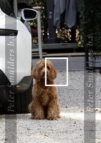 Huizen 14 september 2024
Marco Borsato Leontine Ruiters Jada Borsato Luca Borsato vieren de 23e verjaardag van Senna Borsato bij Leontine in de tuin van haar huis . Obi Ruiters waakt