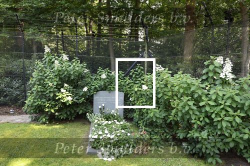Lage Vuursche 14 augustus 2025
Prins Friso ligt begraven op de begraafplaats de Lage vuursche naast Kasteel Drakesteyn waar prinses Beatrix woont.